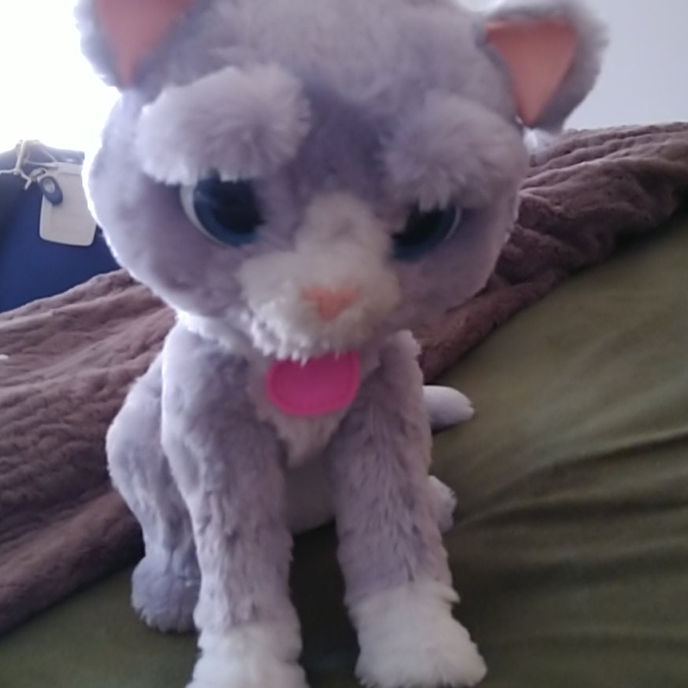 Boosie the cat